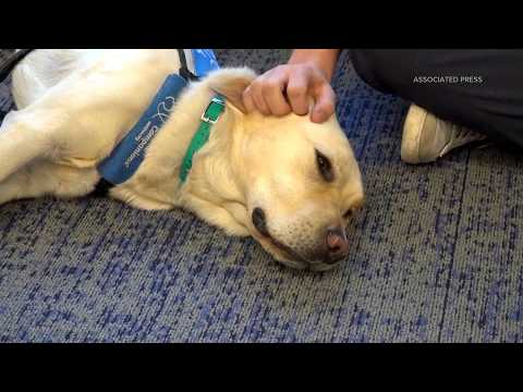 <strong>Therapy</strong> dogs bring joy to students at Evergreen High School