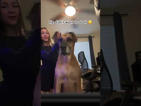 He is an elephant.. 🐘 #viralvideo #bigdog #fyp