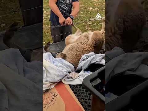 Man Rescues Kangaroo Stuck in Barbed Fence | People Are Awesome #animalrescue #animals - UCIJ0lLcABPdYGp7pRMGccAQ
