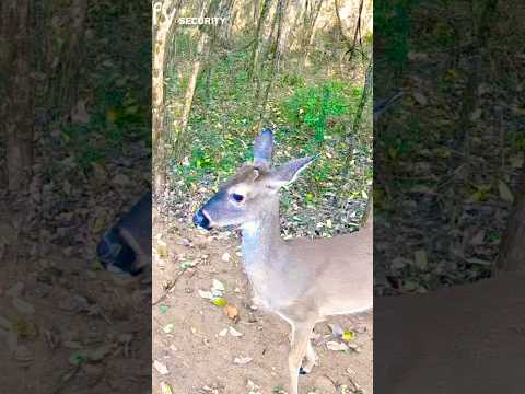 Young Deer Sprint Through the Woods | Adorable Sisters on the Run 🦌 #deer #wildlife #shorts