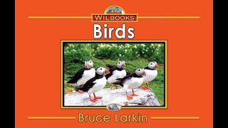 Birds 