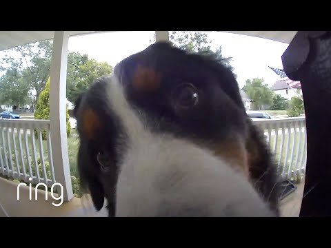 Dog Patiently Waits to be Let Inside After Pressing Video Doorbell | RingTV