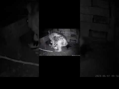 Mother secures babies after feeding!!! #trending #animals #shorts