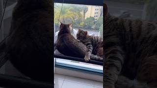姉猫に甘える妹猫【ベンガル猫】