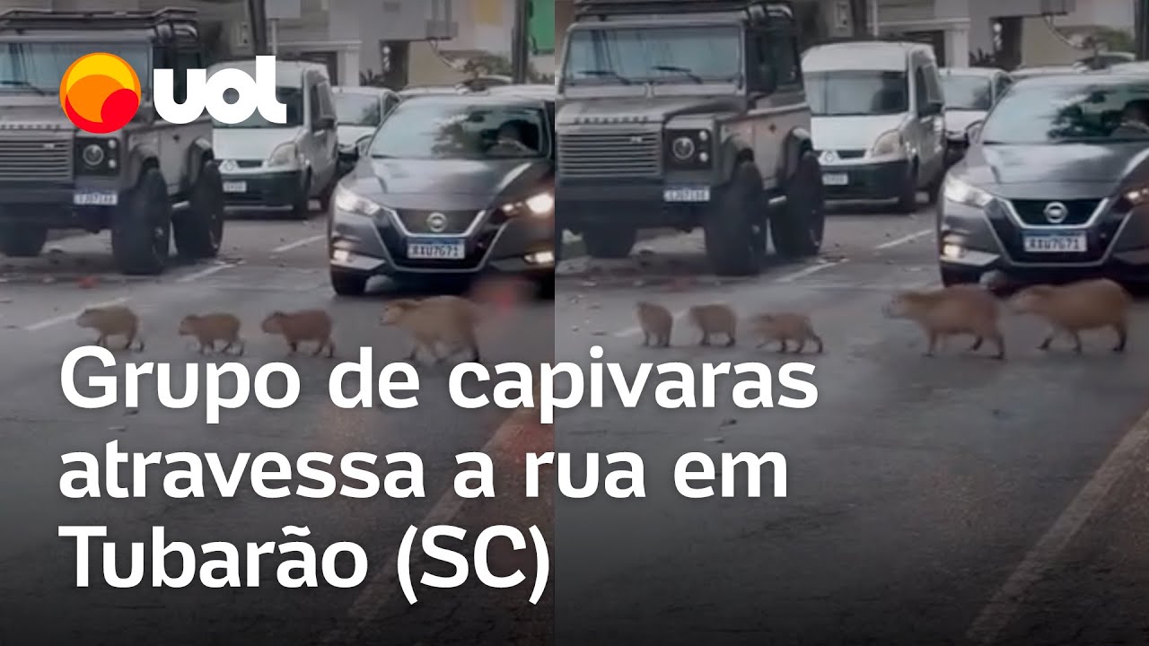 Grupo de capivaras atravessa a rua enfileiradas e param o trânsito em Tubarão (SC); veja