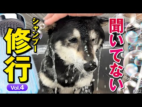 犬の動画サムネイル - この仕打ちは聞いてない。トリミングサロンでシャンプーの修行をする柴犬#04