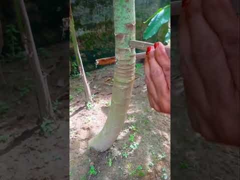 papaya 🤍✨️ || #trending #shorts #fyp #plants #vegetables #yt #fyp