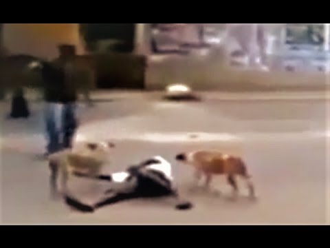 Stray dogs protecting a homeless man!!! - UCI-mqa072aPsYSijI3pzxzw