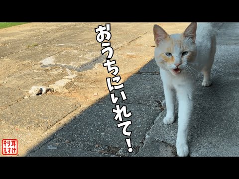 灼熱！真夏の玄関に現れた客に猫家族がとった優しすぎる対応ｗ