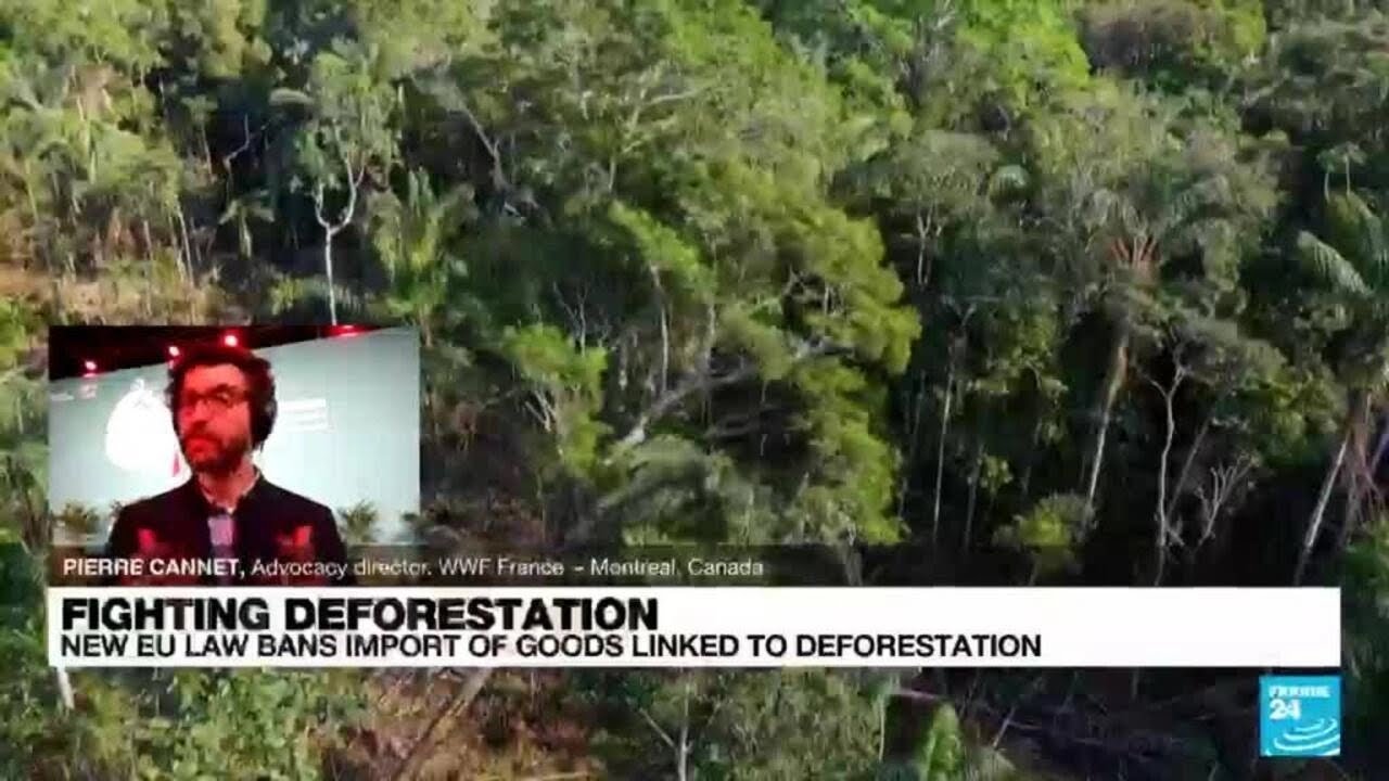 ‘Historic deal at the EU against deforestation sends a strong signal to the rest of the world’