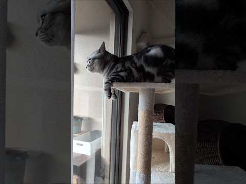 アメショーのラッテと過ごす癒しの猫時間 サムネイル