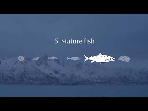 Salmon lifecycle and Norwegian aquaculture