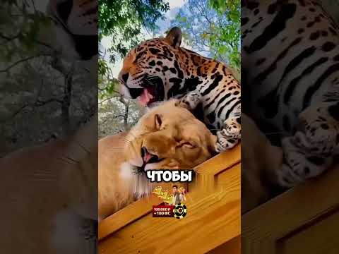 Невероятная дружба: леопард и лев — лучшие друзья