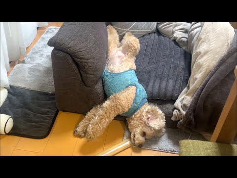 寝相が悪すぎる大きいトイプードル【デカプー】【トイプードルのロアくん】【toy poodle】