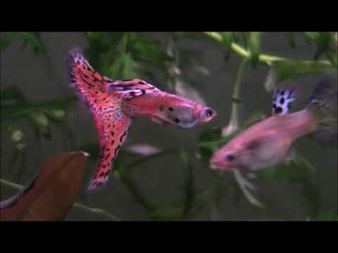 Old footage of my guppies Sorry for the crappy audio
