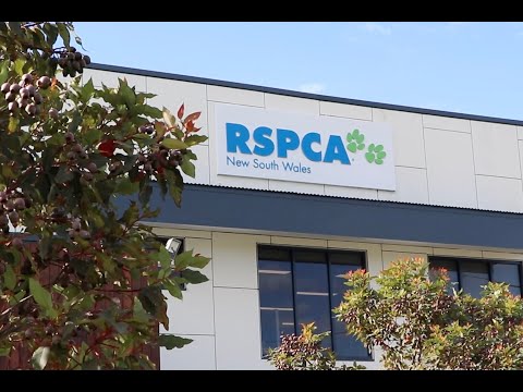 Customer Success Story Video - RSPCA NSW on Mist with Marvis & Switching - ANZ/APAC