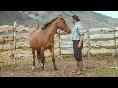 Wild Patagonian horse is masterfully tamed | Wild Patagonia | BBC Earth - UCwmZiChSryoWQCZMIQezgTg