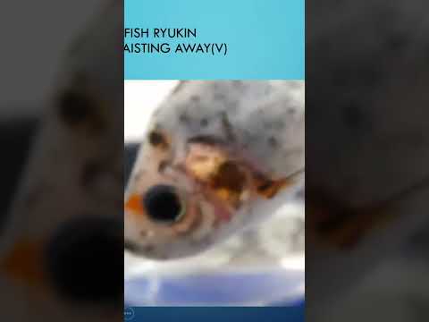Sick Goldfish. See link complete video. #fishdisea 