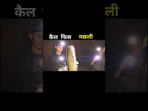 कैल फिस मछली 😱 #aivideo #fishing #fascinatinginformation #amazingfacts #fishinglife #youtubeshorts