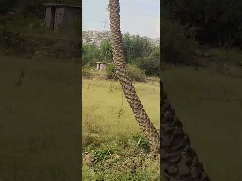 Bangalore to Tamilnadu