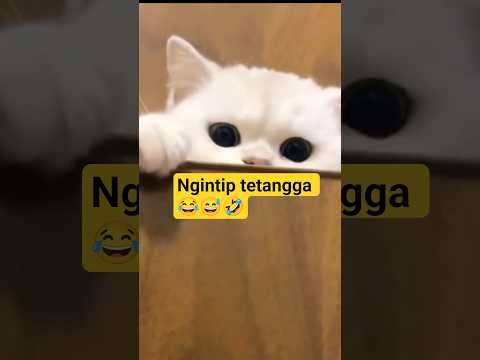 kucing meing meong meong lucu ngintip tetangga 😂😅🤣 #funny #kucinglucu #cat #kucing #short