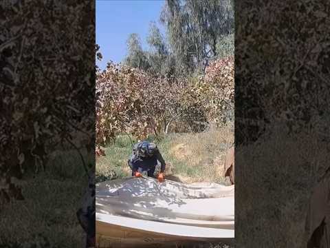 Kandahar pistachio production expected to reach 115 tonnes