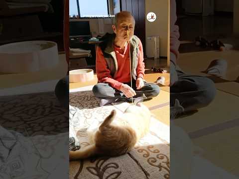 猫の動画サムネイル - おじいちゃん猫愛止まらない｜PECO #shorts