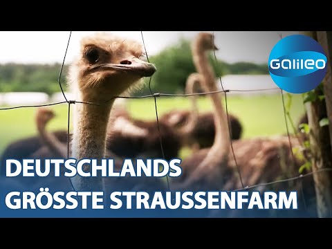 Lieb & knuffig oder groß & gefährlich? Die größte Straußenfarm Deutschlands | Galileo | ProSieben