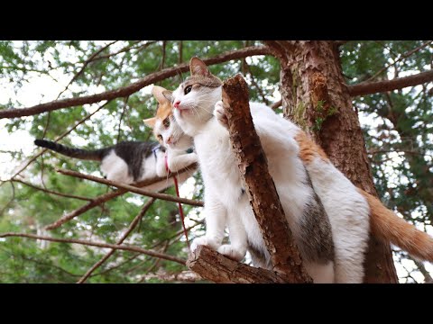 猫の動画サムネイル - 木の上のちろとさばず　250529