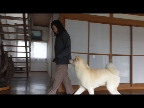 秋田犬げんきの最新動画 Youtubeランキング