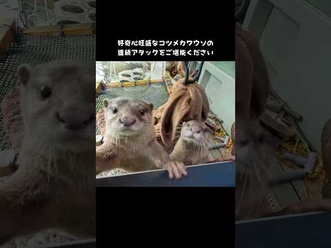 コツメカワウソの連続アタックと魅力を解説【サンシャイン水族館】 サムネイル