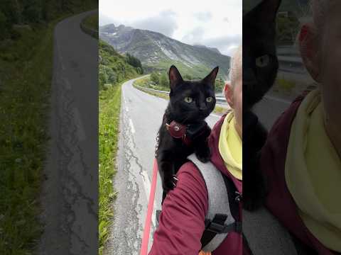 Photo for: Someone Threw This Tiny Cat Away, Now She Travels The World | The Dodo