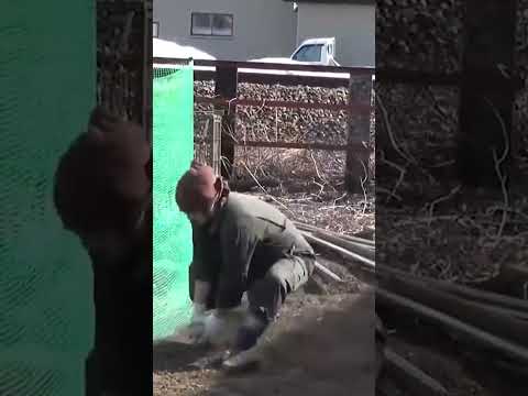 ゼルダのにわとり飛び #ゼルダ # #にわとり #クソ動画