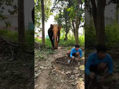 elephant attack 🐘🦣 #shorts #viral #trending #whatsappstatus #animals #shortvideo