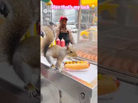 A squirrel stealing a hot dog from a vendor!