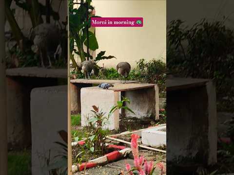 Amazing nature and village experiences!#mor#youtubegrowth #algrow #shorts #peacock #peafowl