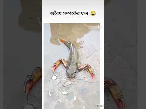 #music #song #bollywood #love #coversong #funny #arrahman #newsong #dance #newmusic