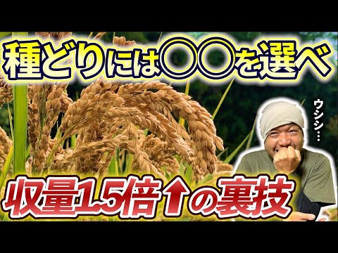 【江戸農書より】種どりに〇〇を選ぶだけで収量1.5倍UPする裏技