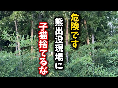 熊出没現場で子猫を救助し、丁寧にケアしました サムネイル