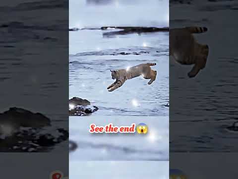 wait for end 😱 #trending#animals#wildlife#lion#shorts#youtube