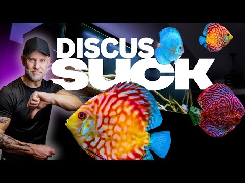 Why I'll NEVER Have A Discus Tank Discus cichlids have a bad reputation. Is it all true, or are they worth keeping in your aquarium? W