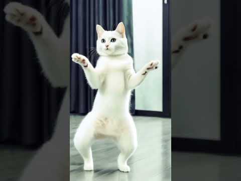 13❤😻🐾Cute kitten #cat #lovecats #cats #catvideos #kittens #catlover #princesscat #kitten