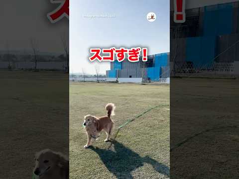 猫の動画サムネイル - 凧上げするワンコ｜PECO