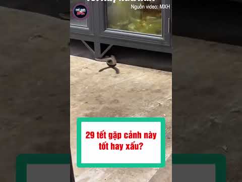 Thấy rắn vờn nhau ngày 29 Tết: Điềm báo gì sắp tới? #shorts  #tintuc24h #tintuc #tin24h #tin