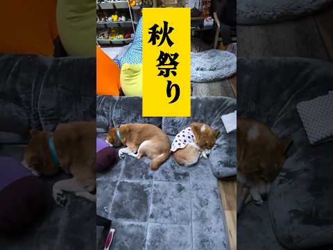 🍂強制秋祭り #柴犬スティーブ