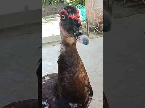 Chú Vịt 🦆 có bộ móng dài độc lạ..... VL 🐲🐉🌴Bến Tre 🌴( cũ)