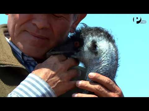 Desde el Jardín - Lambayeque Criadero de Aves Gigantes en Pimentel - UCKc2cPD5SO_Z2g5UfA_5HKg