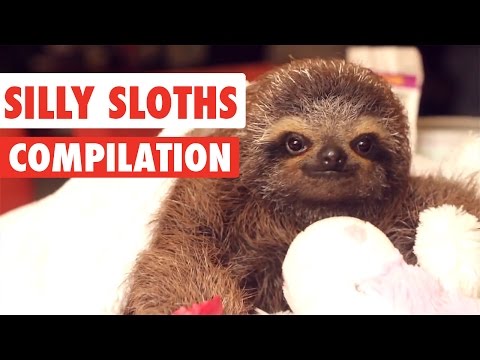 Silly Sloths Video Compilation 2017 - UCPIvT-zcQl2H0vabdXJGcpg