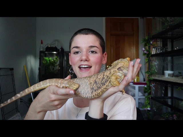 How Big is a Bearded Dragon?