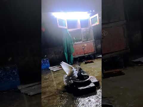 #birds #kabootar #love #pigeon #lifeisbutadream #kerala #shorts #youtubeshorts